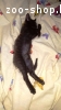 Котенок (мальчик) 2 мес. ищет дом