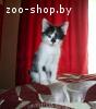 Котенок - мальчик в дар!