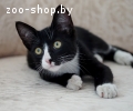котенок подросток ищет дом