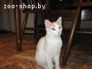 Котенок - счастливчик ждет своего друга и хозяина.