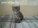 Котенок срочно ищет дом!!!