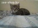 Котенок срочно ищет дом!!!