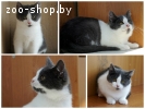 котенок Том ищет дом