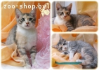 Котенок-трехцветка неземной красоты!!!