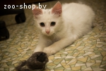 Котенок Турецкой ангоры (мальчик)