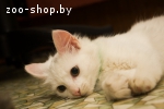 Котенок Турецкой ангоры (мальчик)