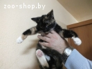 Котенок в дар, в добрые руки!
