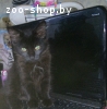 Котенок в дар