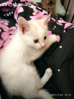 котенок в дар