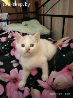 котенок в дар