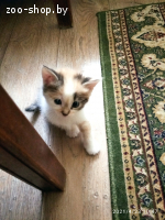 котенок в дар