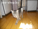 Котенок в дар