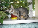 Котенок в дар