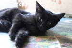 Котенок в подарок
