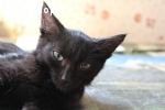 Котенок в подарок