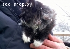 котенок