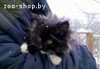 котенок