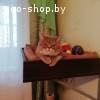Котик-британец для вязки