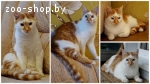 Котик подросток в дар