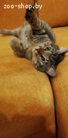 Котик Пуська ищет дом!