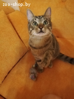 Котик Пуська ищет дом!