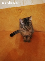 Котик Пуська ищет дом!