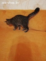 Котик Пуська ищет дом!