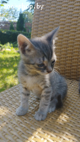 Котик в дар
