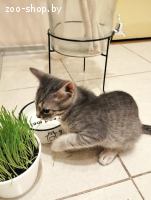 Котик в дар