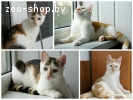 котики подростки в дар