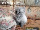 Котёнок Ищет Новых Хозяев!