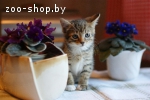 Котёнок-мальчик, классического тигрового окраса, 2 мес. в да