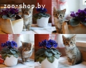 Котёнок-мальчик, классического тигрового окраса, 2 мес. в да