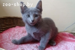 Котёнок русской голубой кошки, девочка 2,5 мес. в дар