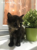 КОТЁНОК В ДАР!