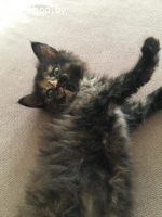 КОТЁНОК В ДАР!
