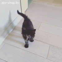КОТЁНОК В ДАР!