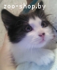 Которебёнки ищут дом.