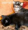 Котята черные в дар