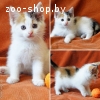 Котята-девочки трехцветка и чернушка в дар!!