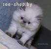 Котята экстремальный