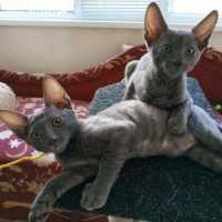 Котята Корниш-Рекс