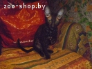 котята корниш-рекс