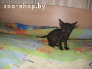 котята корниш рекс
