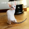 Котята корниш рекс