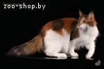 Котята Мейн Кун