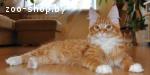 Котята Мейн-Кун