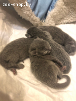 Котята русская голубая, питомник