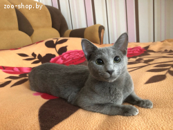 Котята русская голубая, питомник