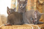 Котята. Русская голубая.